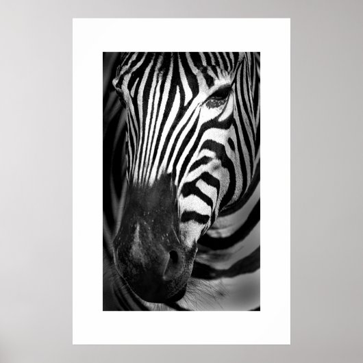 Poster Zebra #1 (Devant)