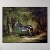 Poster Zebra (1763) (Devant)