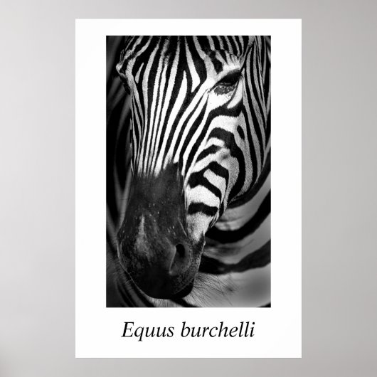 Poster Zebra #1 Equus burchelli (Devant)