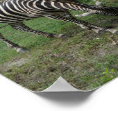 Poster Zebra #2 (Coin)