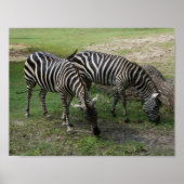 Poster Zebra #2 (Devant)