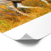 Poster Zebra Baby (Coin)