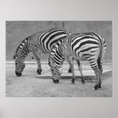 Poster Zebra Buddies (Devant)