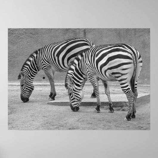 Poster Zebra Buddies (Devant)