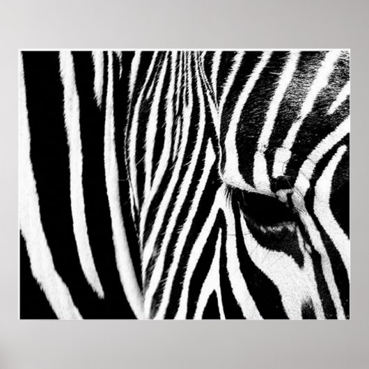 Poster Zebra by tdgallery (Devant)
