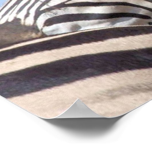 Poster Zebra Canvas Print (Coin)