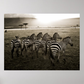 Poster Zebra Dawn