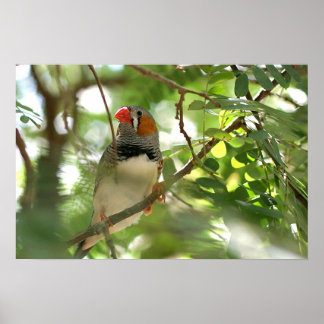 Poster Zebra Finch