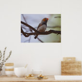 Poster Zebra-finch (Cuisine)