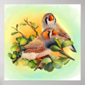 Poster Zebra finch (Devant)