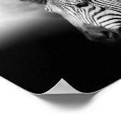 Poster Zebra Foal (Coin)