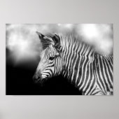 Poster Zebra Foal (Devant)