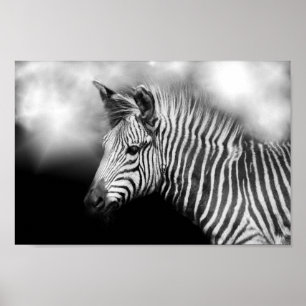 Poster Zebra Foal