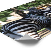 Poster Zebra Friends (Coin)