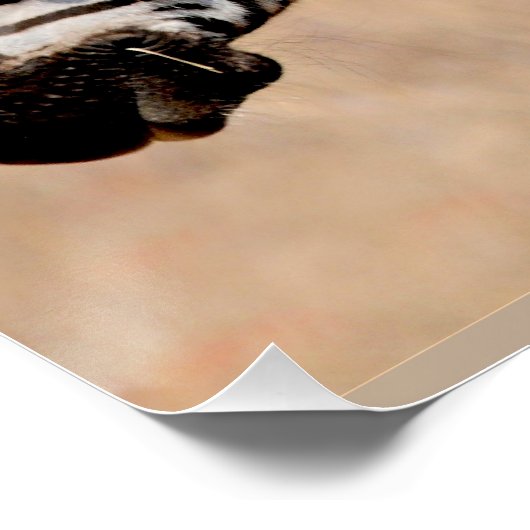 Poster Zebra Friends (Coin)