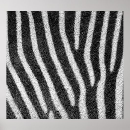 Poster Zebra Fur Motif animal (Devant)