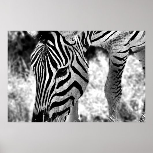 Poster Zebra gros plan (Devant)