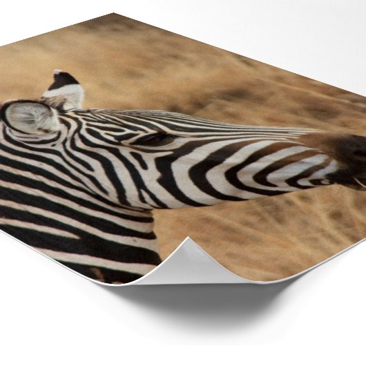 Poster Zebra Head (Coin)