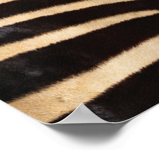Poster Zebra hide 2 (Coin)