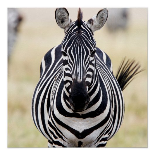 Poster Zebra looking at you (Devant)