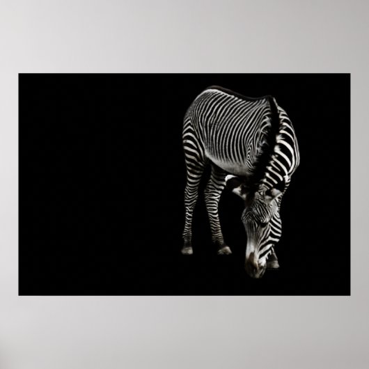 Poster Zebra P4435 Imprimer (Devant)