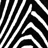 Poster Zebra Pattern pour meubles papier découpage
