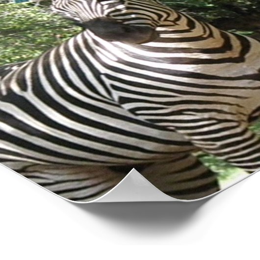 Poster Zebra Photo Design Imprimer (Coin)