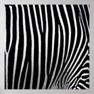 Poster Zebra Skin