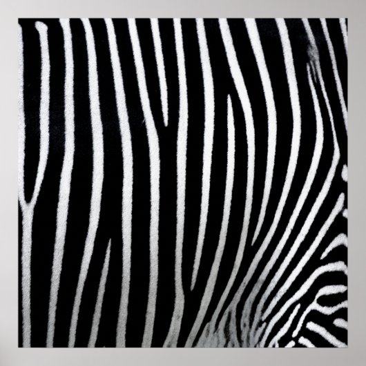 Poster Zebra Skin (Devant)