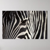 Poster Zebra Stripe Motif & Oeil (Devant)