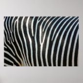 Poster Zebra Stripes 1 (Devant)