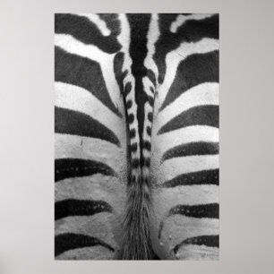 Poster Zebra Strips