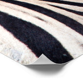 Poster Zebra vous regarde avec la photo bleu ciel (Coin)