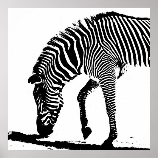 Poster Zebra with Shadow (Devant)