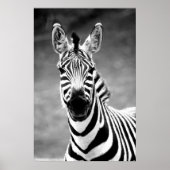 POSTER ZebraPhoto De John A. Sylvester (Devant)