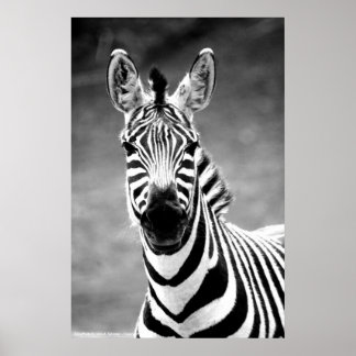 POSTER ZebraPhoto De John A. Sylvester