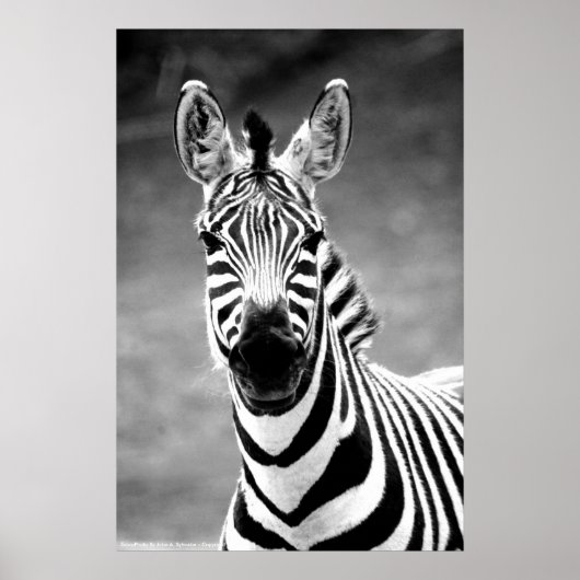 POSTER ZebraPhoto De John A. Sylvester (Devant)