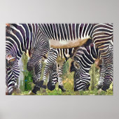 POSTER ZEBRAS (Devant)