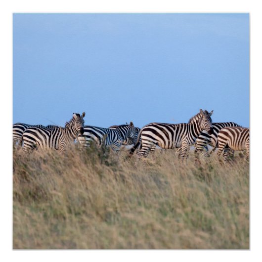 Poster Zebras at dusk (Devant)