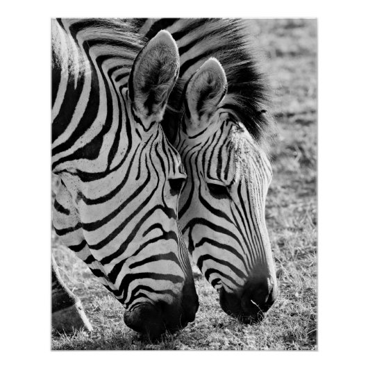 Poster Zebras Closeup et rayé (Devant)