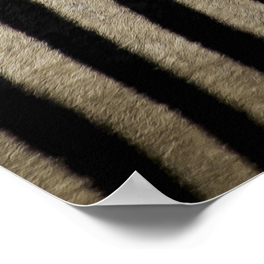 Poster Zebras tête à queue (Coin)