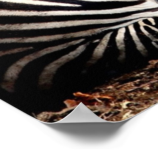Poster Zèbre (Coin)