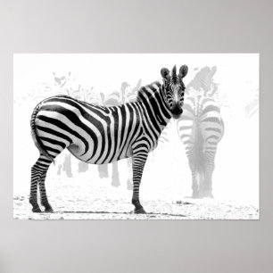 Poster zèbre