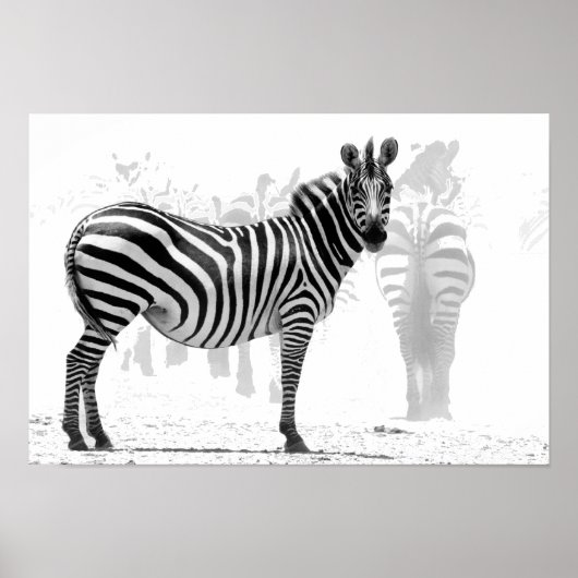 Poster zèbre (Devant)