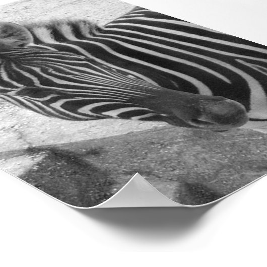 Poster Zèbre (Coin)
