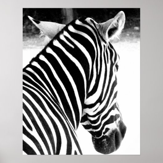 Poster Zèbre (Devant)