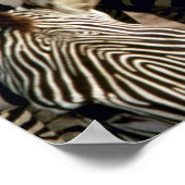 Poster Zèbre (Coin)