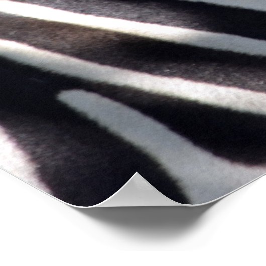 Poster Zèbre d'Afrique (Coin)