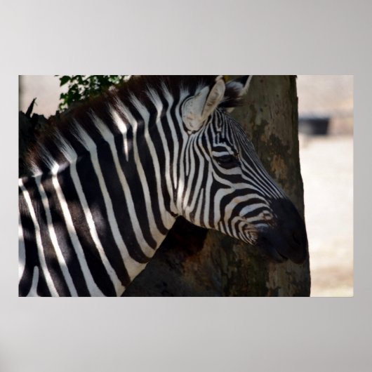 Poster Zèbre d'Afrique (Devant)