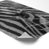 Poster Zèbre dans l'herbe (Coin)